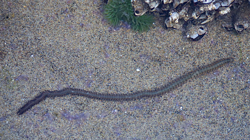 cacing polychaete