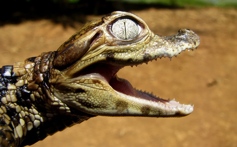 caiman salah satu makanan anaconda