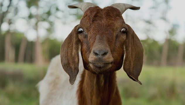 caligula tak benarkan orang sebut perkataan kambing di hadapannya