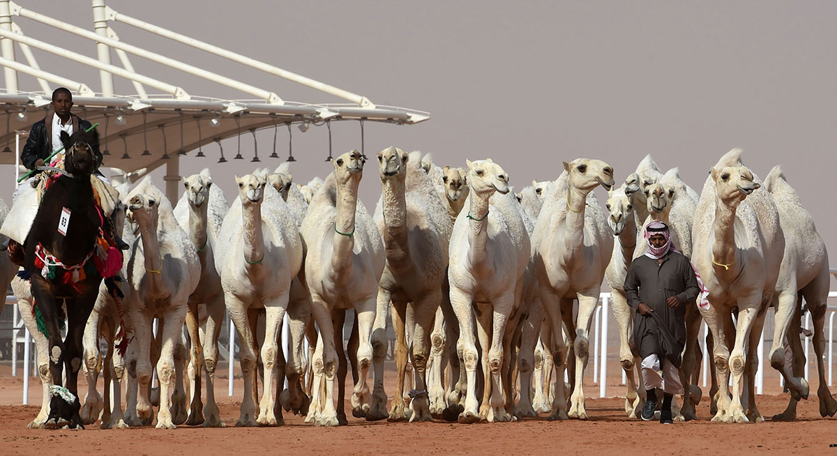 camel beauty contest