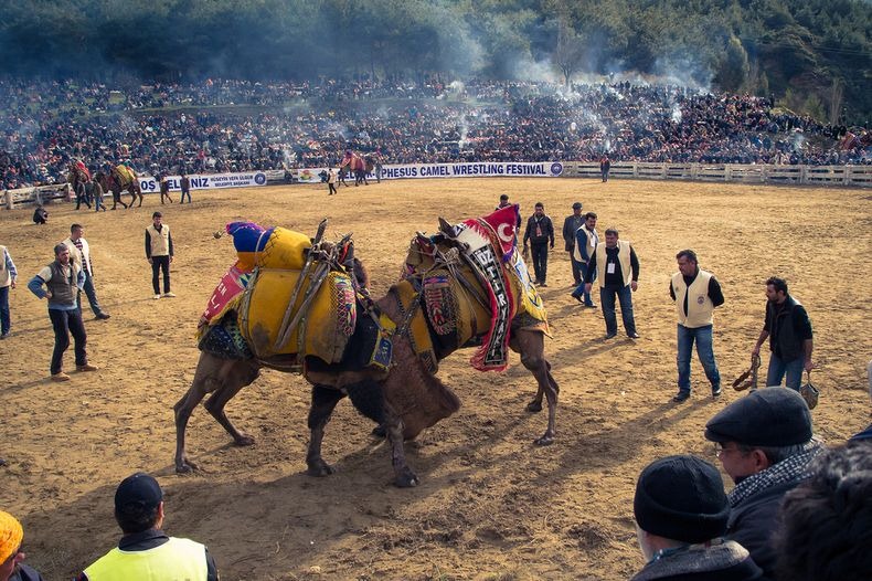 camel wrestling