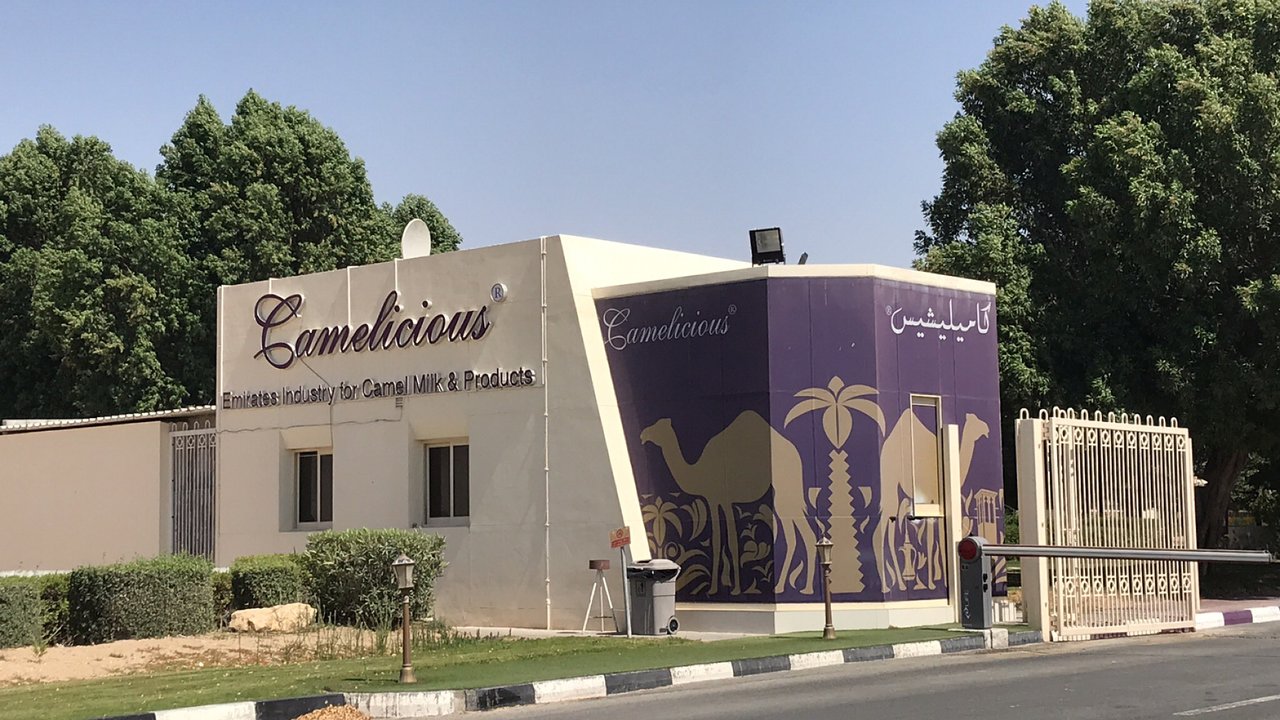 camelicious pengeluar susu unta dubai