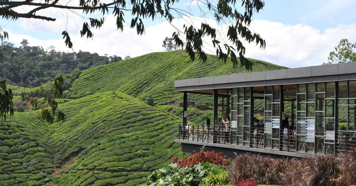 cameron highlands