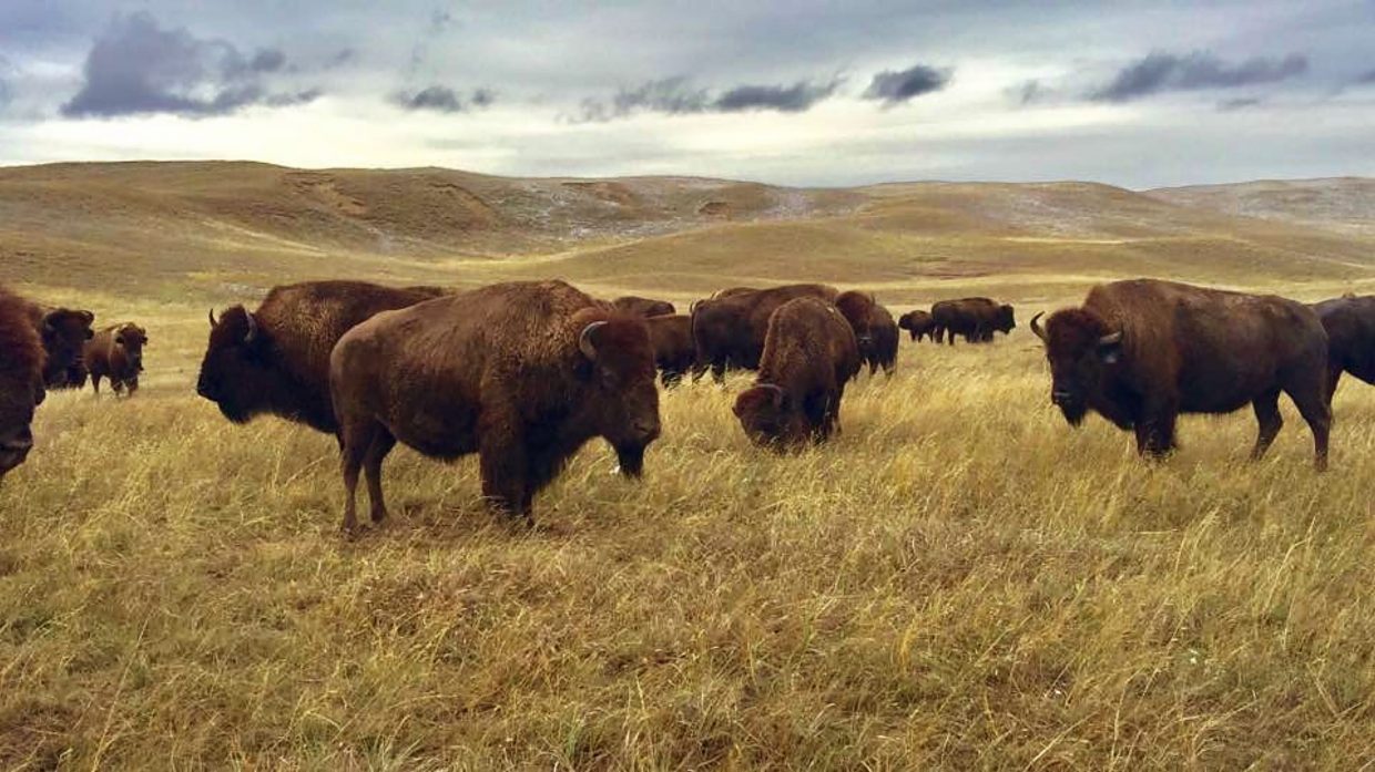 cara bison berkomunikasi antara satu sama lain