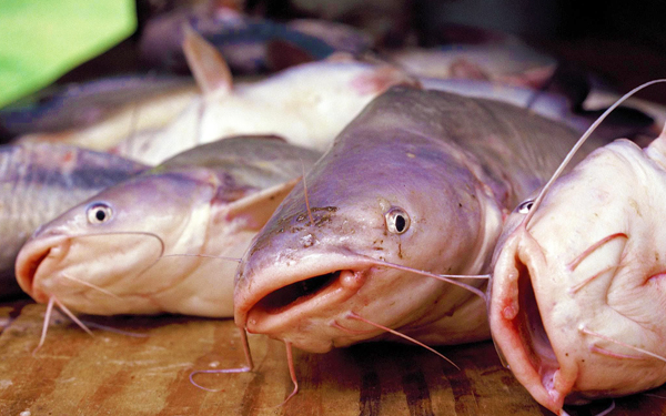 cara bunuh ikan keli sembilang