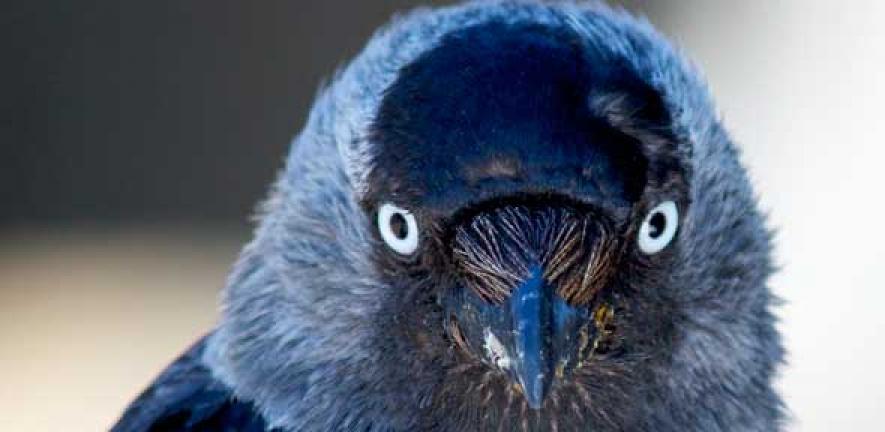 cara burung jackdaw berkomunikasi