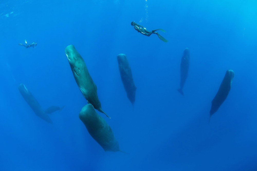 cara ikan paus tidur