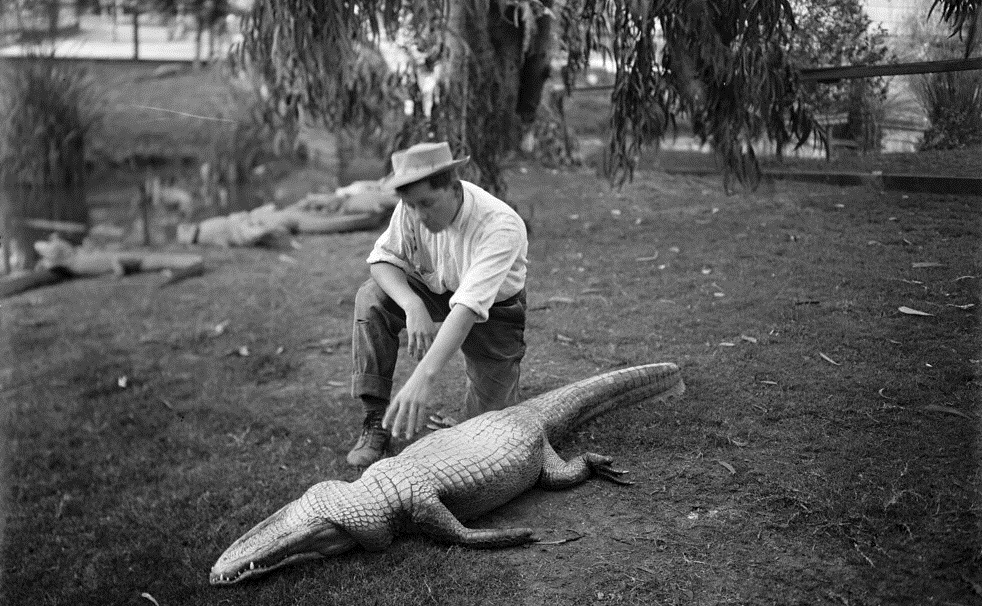 cara pukau buaya 830