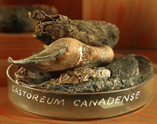 castoreum