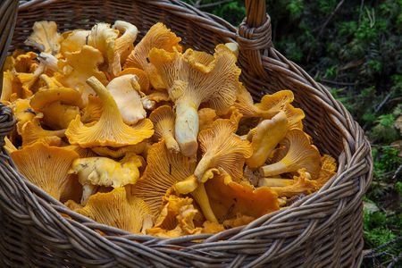 cendawan chanterelles