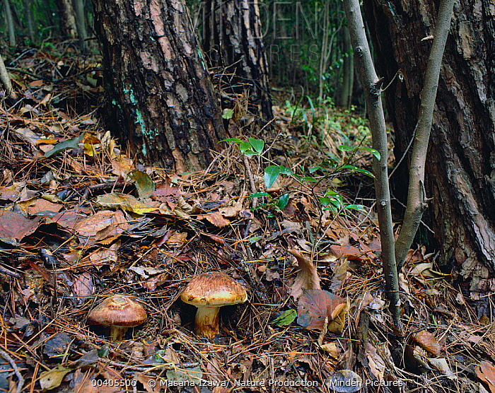 cendawan matsutake 2