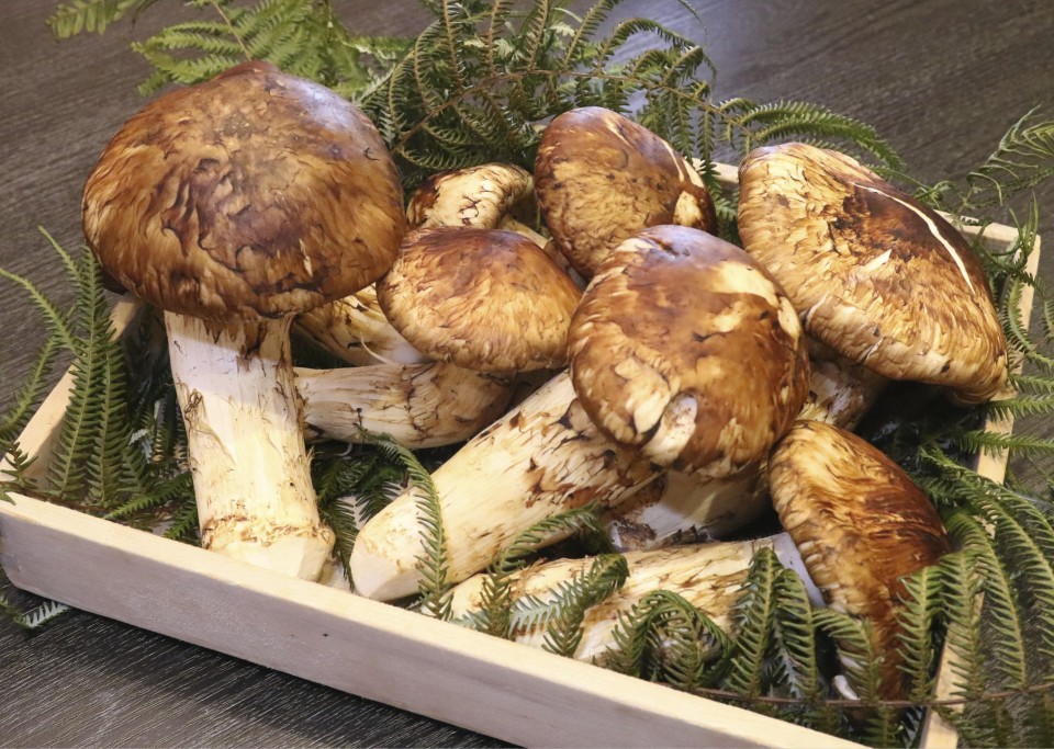 cendawan matsutake