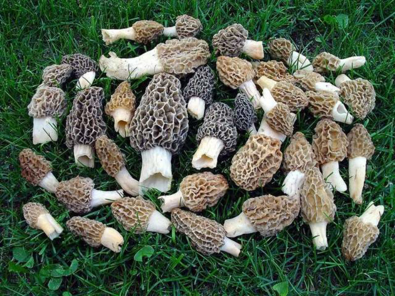 cendawan morels 2