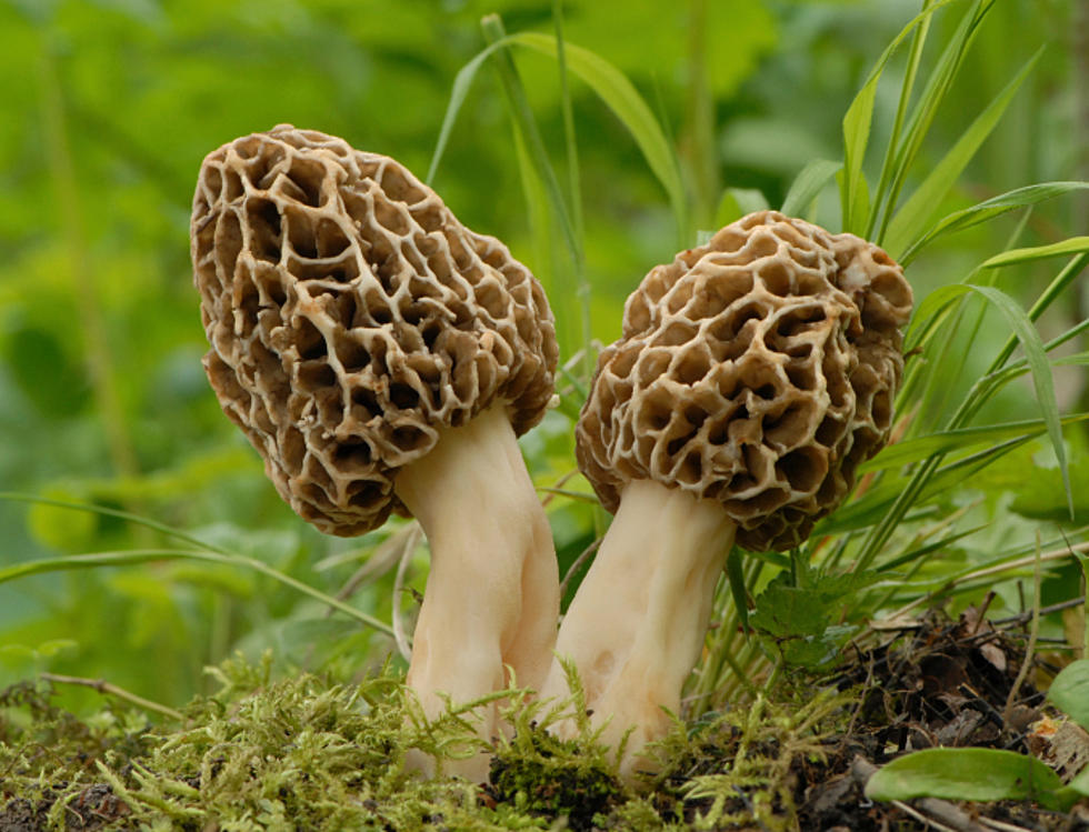 cendawan morels