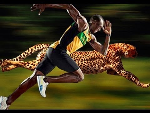 cheetah usain bolt