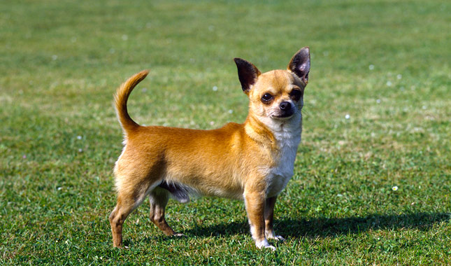 chihuahua