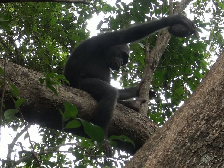 chimpanzee makan kura kura