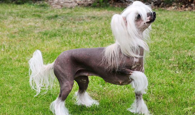 chinese crested dog memiliki bulu yang unik berbanding anjing yang lain