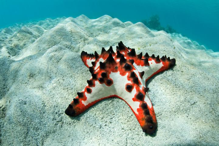 chocolate chip sea star