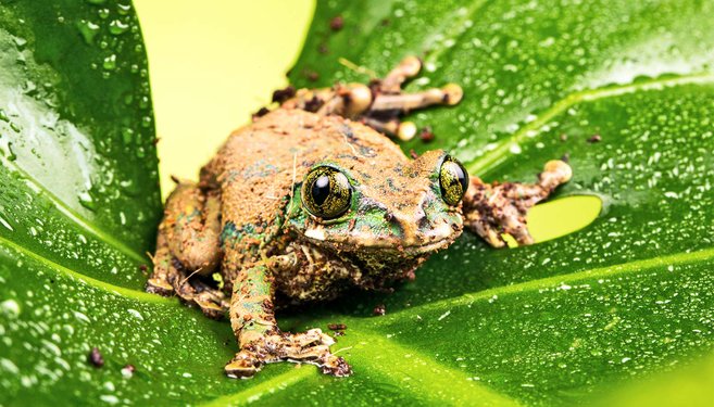 chytridiomycosis membunuh amfibia katak