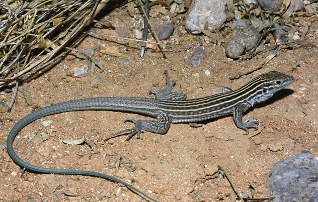 cicak new mexico whiptail