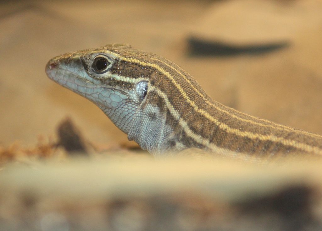 cicak whiptail mexico