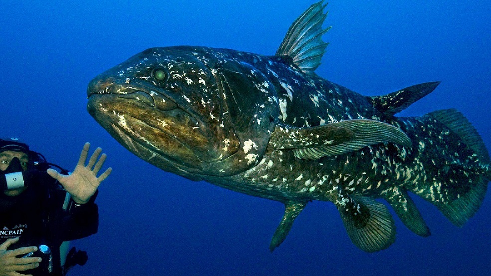 coelacanath