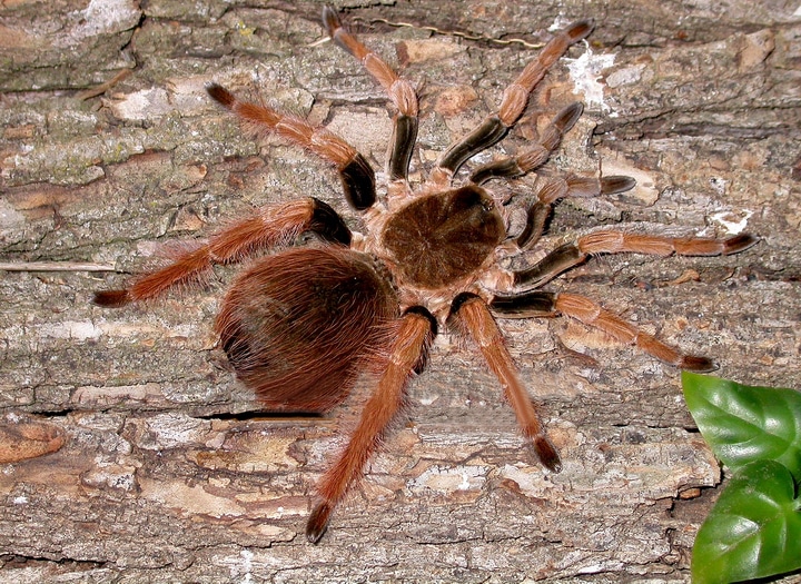 colombian giant black tarantula labah labah paling besar di dunia