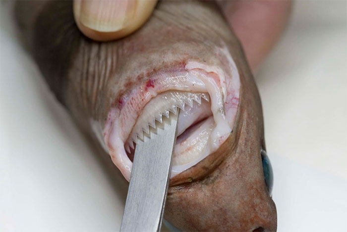 cookiecutter shark 12 makhluk dasar laut yang sangat pelik dan dahsyat