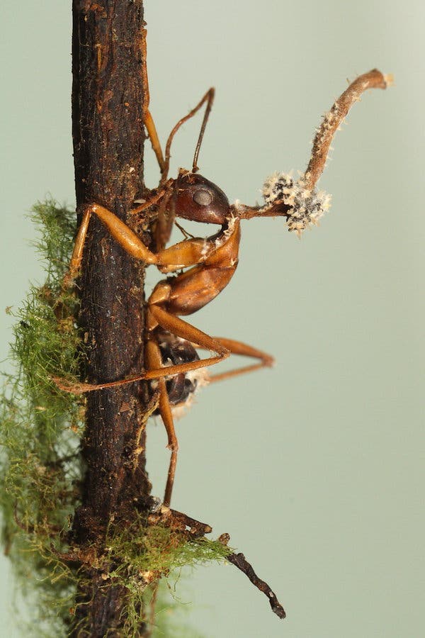 cordyceps