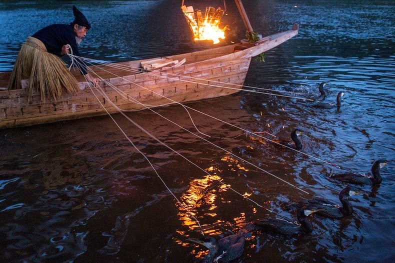 cormorant fishing