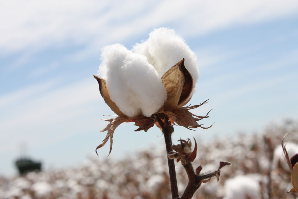 cotton quttun kapas bahasa arab