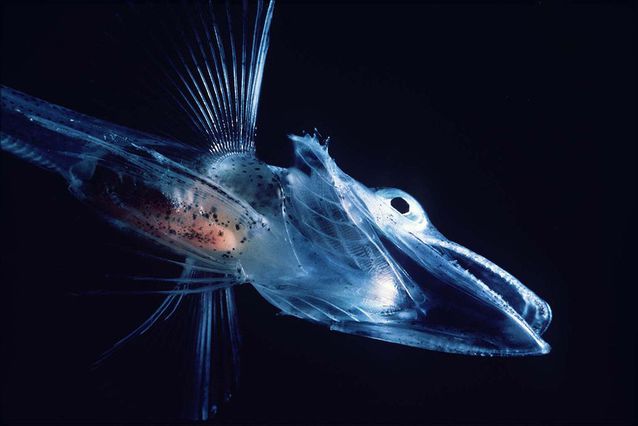 crocodile icefish ikan lut sinar