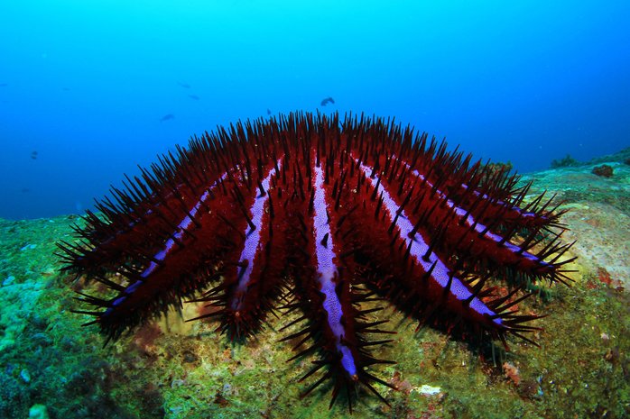 crown of thorns starfish