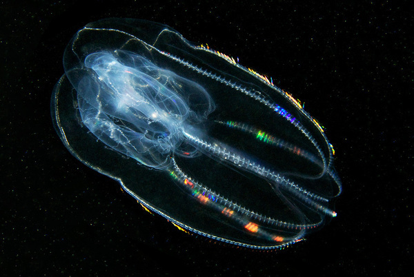 ctenophores