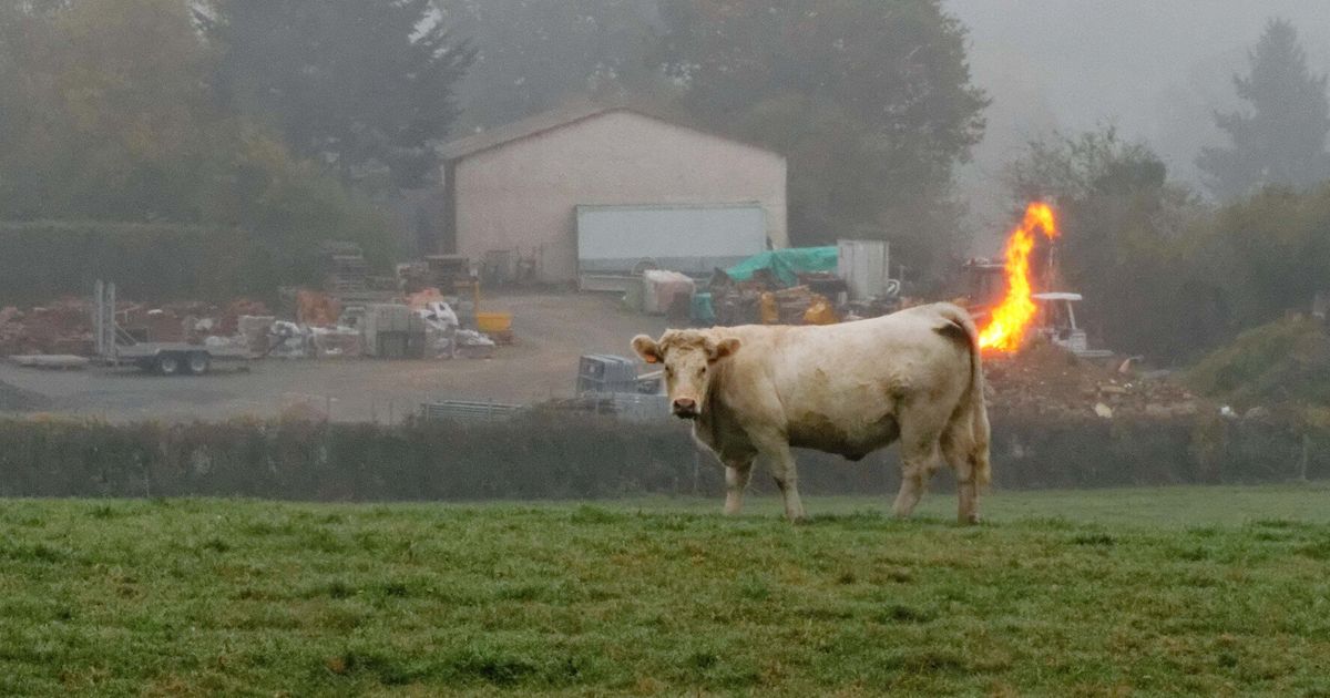 cukai lembu gas methane