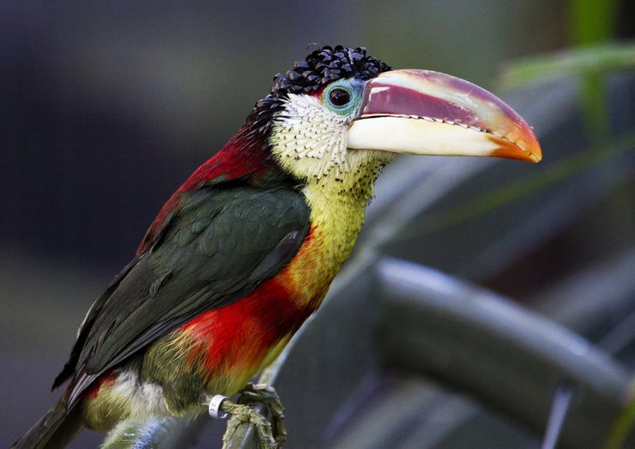 curl crested aracari