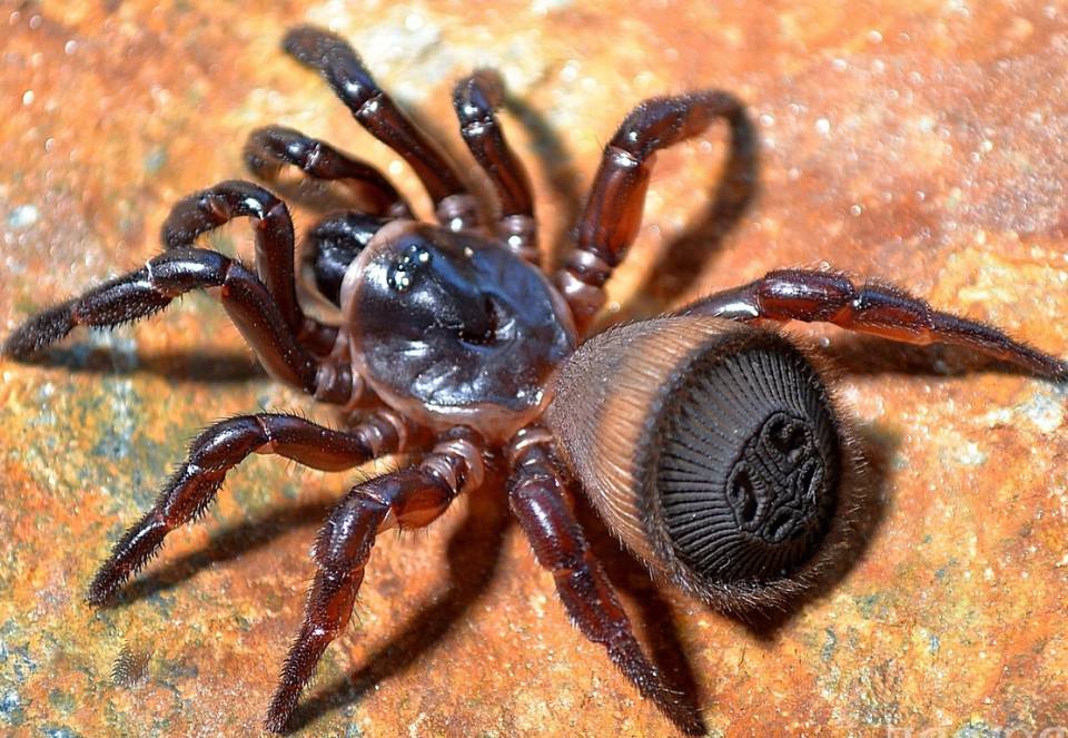 cyclocosmia hourglass spider