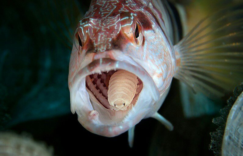 cymothoa exigua