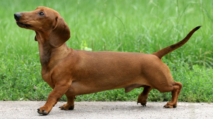 dachshund