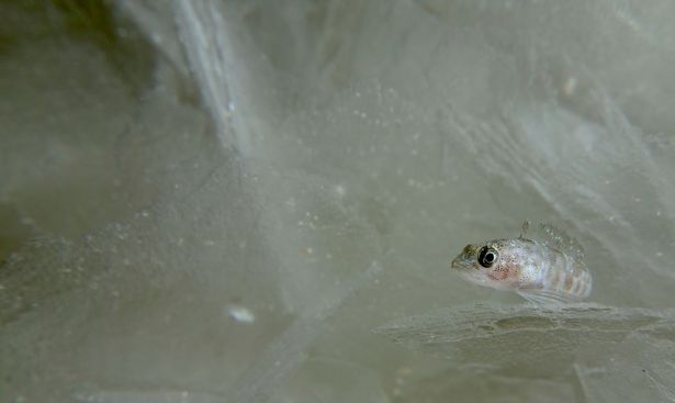 darah anti beku dalam ikan antartika