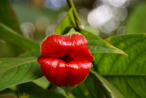 daun berbentuk bibir mick jagger hot lips