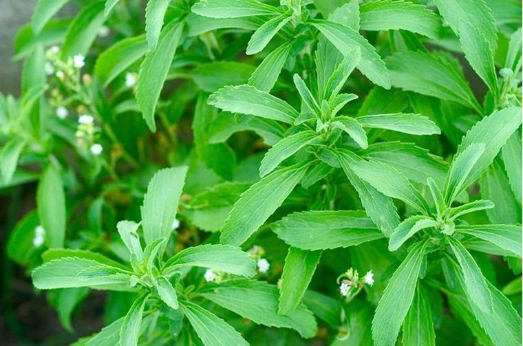 daun stevia