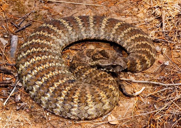 death adder ular paling berbisa di dunia