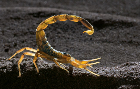 death stalker scorpion