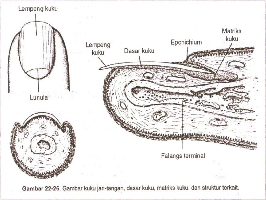 definisi kuku