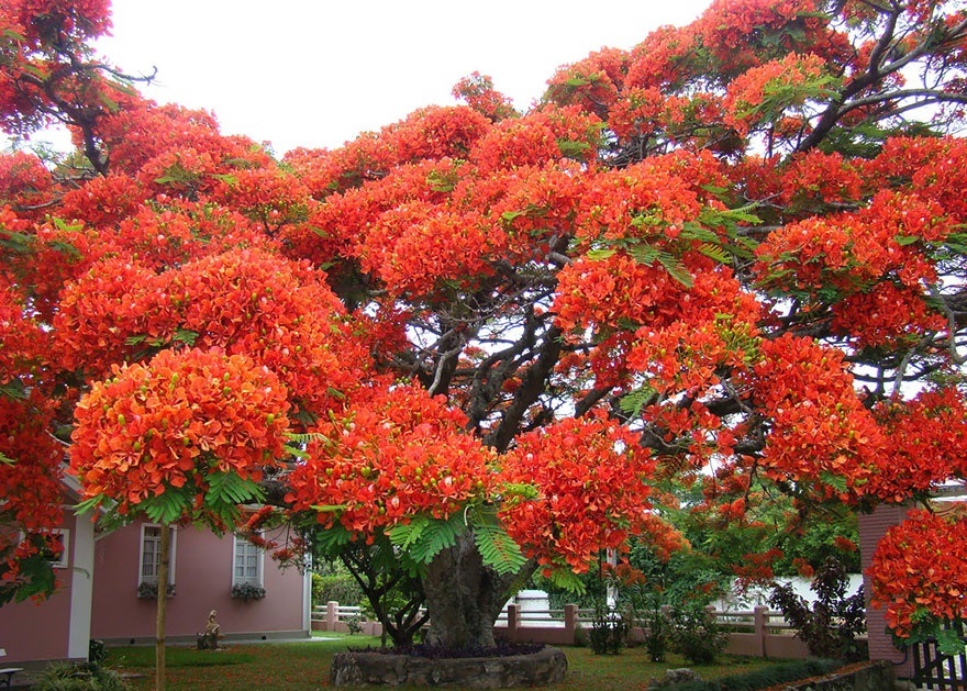 delonix regia 590