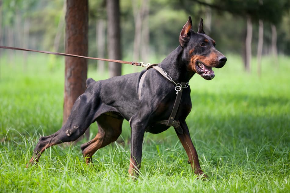 doberman