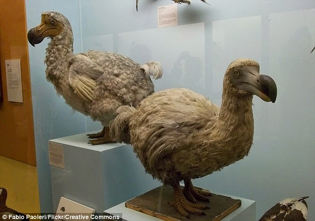 dodo