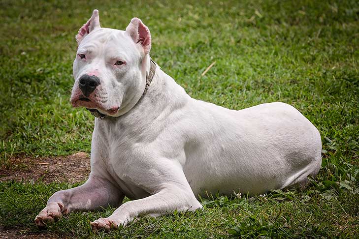 dogo argentino